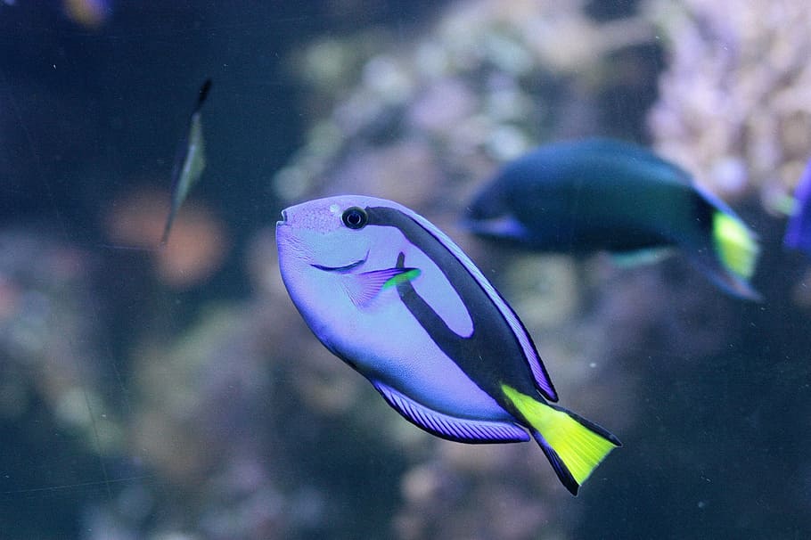 surgeonfish, over, blue, exotic, water, underwater, reef, sea HD wallpaper