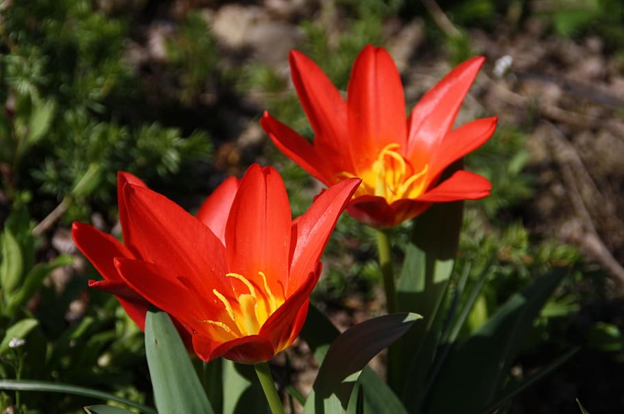 flower, nature, bloom, spring, flowers, flowering plant, freshness HD wallpaper