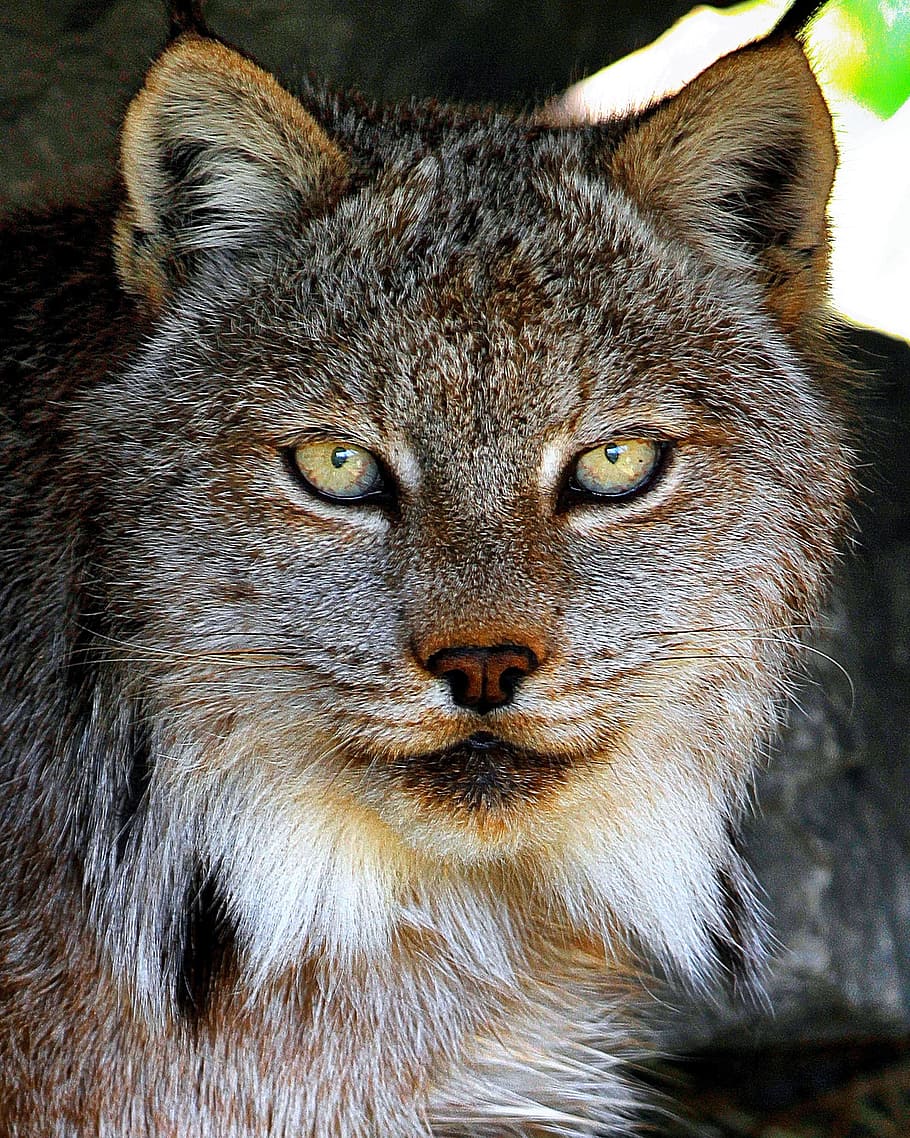 closed up photography of animal, gray, Pallas Cat, lynx, eyes, HD wallpaper