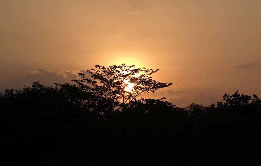 sunset, setting sun, sky, india, tree, plant, beauty in nature HD wallpaper