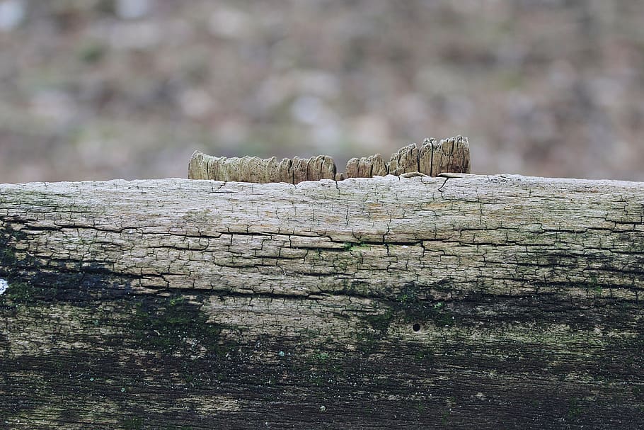 wood, shield, old, board, texture, grain, structure, pattern HD wallpaper