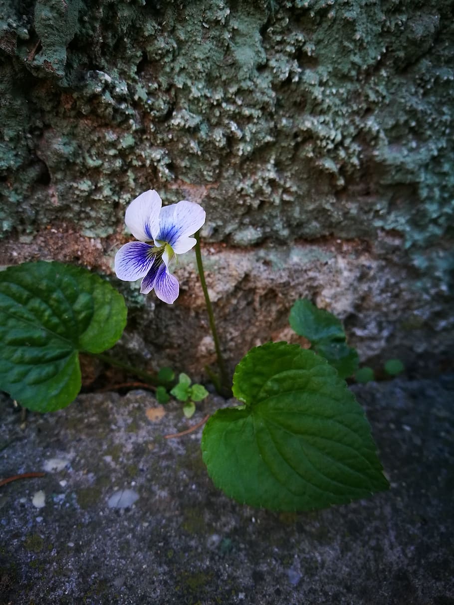 Spring, Flower, Purple, spring flower, mood, stone, nature HD wallpaper