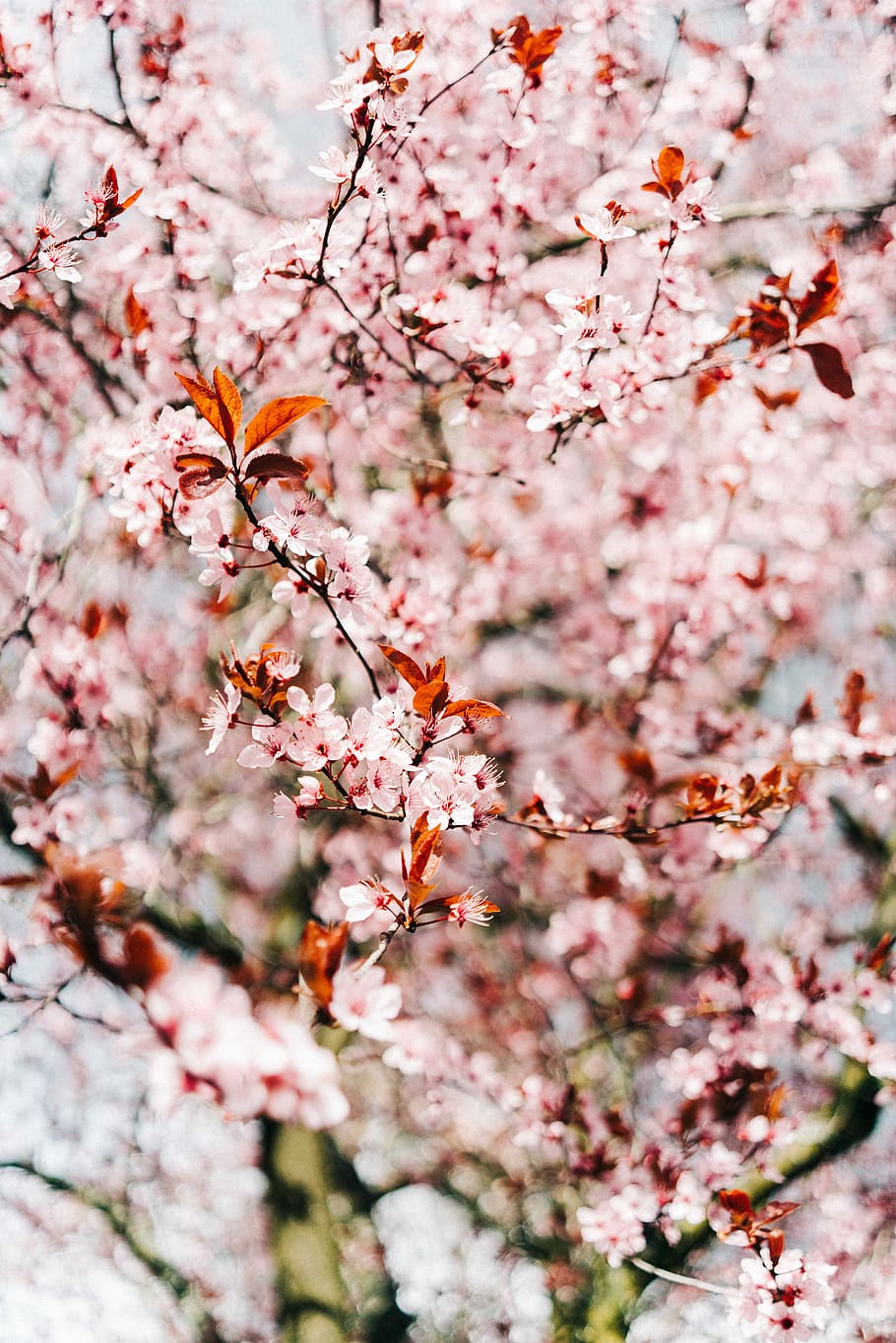 cherry blossom during daytime, tilt-shift photography of cherry blossoms HD wallpaper