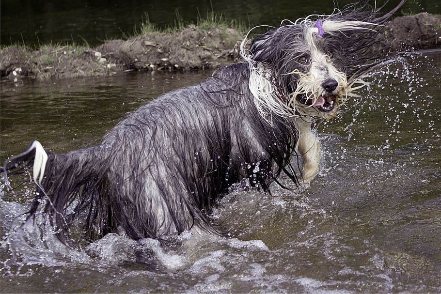 bearded collie, dog, wet, hilarious, skáčuci, water, bathing, HD wallpaper