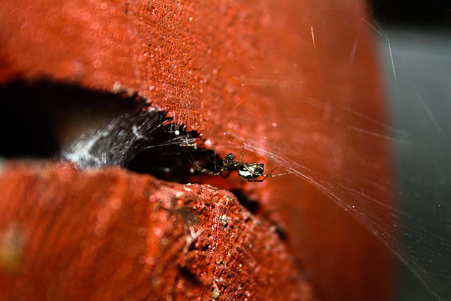 spider, cottage, summer, bug, animal themes, animals in the wild HD wallpaper
