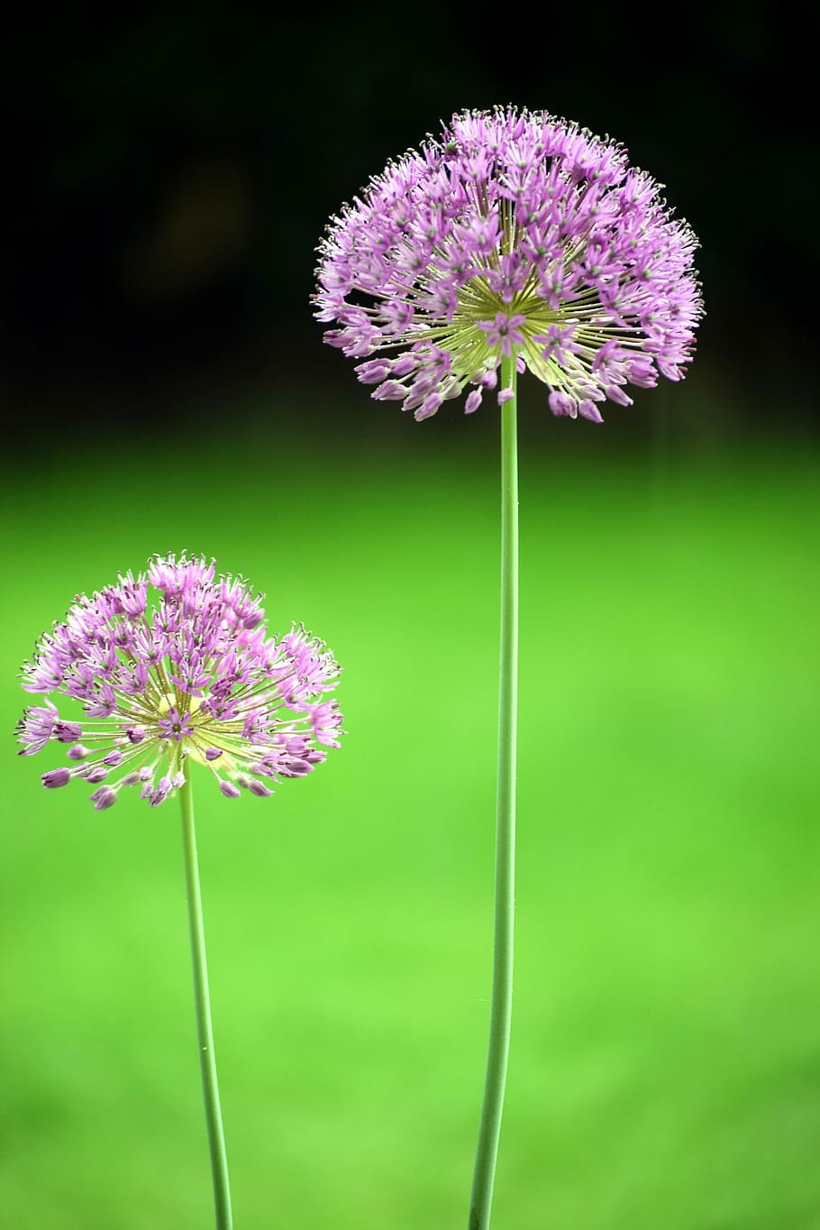 flower, nature, flowering plant, fragility, vulnerability, freshness HD wallpaper