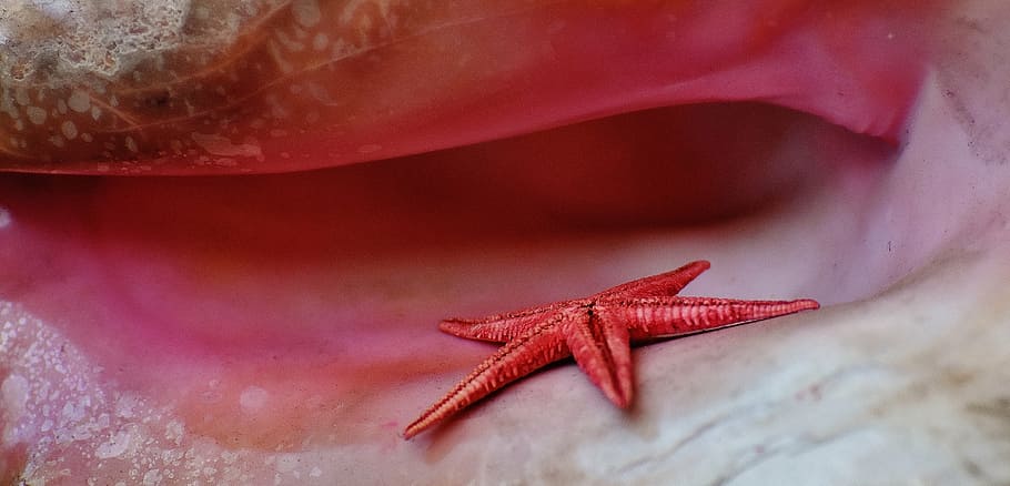 red starfish on white-and-red surfae, shell, maritime, decorative HD wallpaper