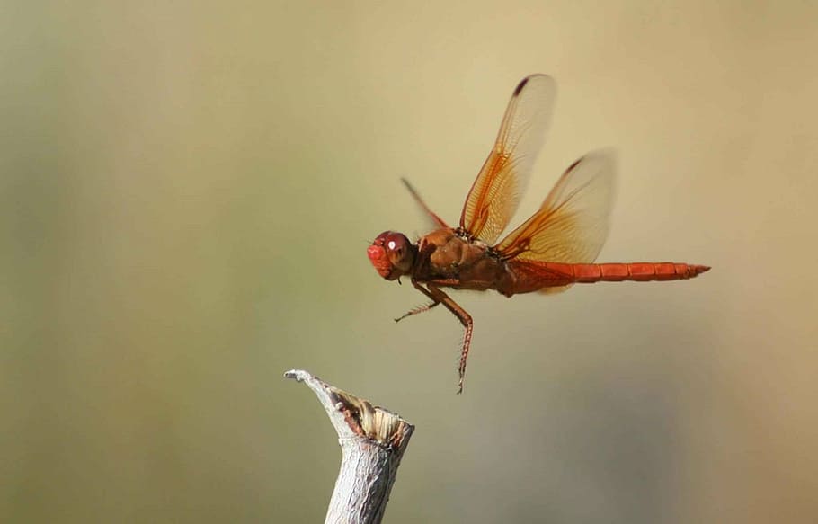 orange dragonfly near tree branch, flame skimmer, insect, bug HD wallpaper