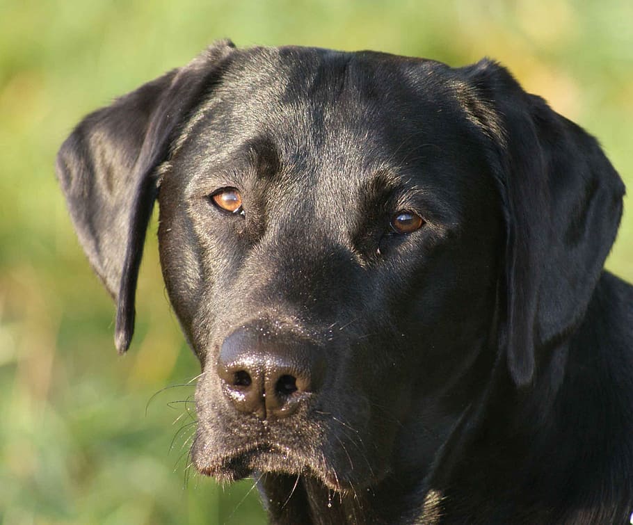 dog, labrador, animals, head, pet, pets, cute, purebred Dog HD wallpaper