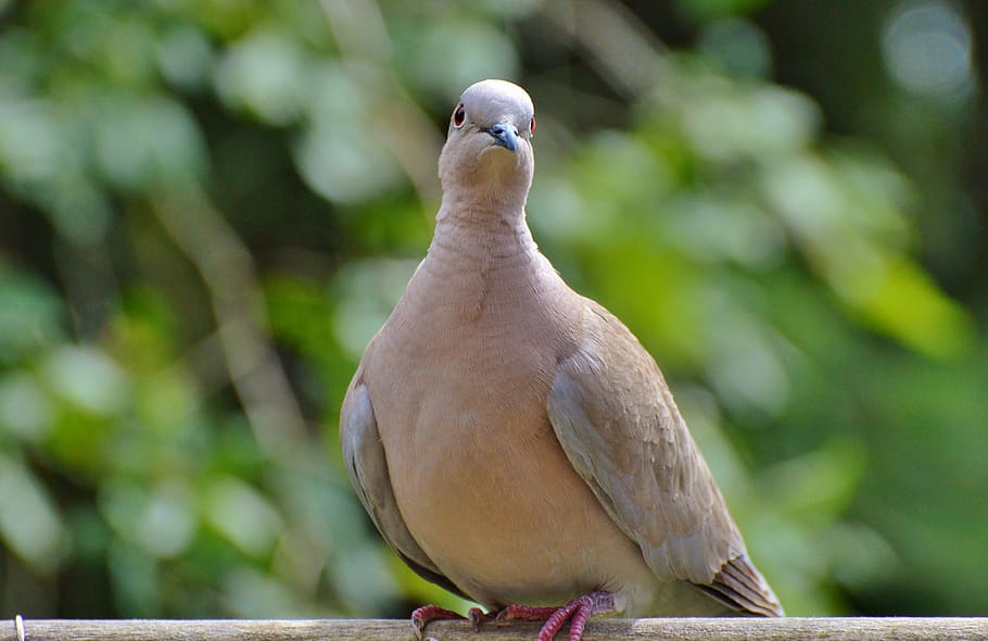 selective focus photography of beige bird perched on brand HD wallpaper
