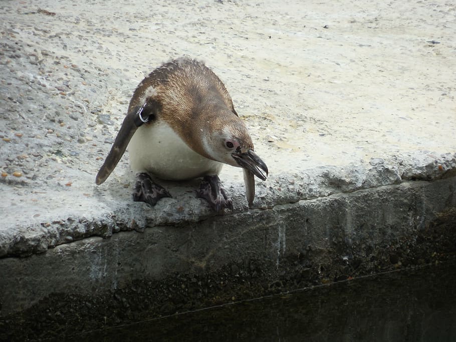penguin, leaping, action, suspend, animal, small, bird, cute HD wallpaper