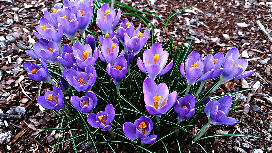 flowers, crocus, spring, nature, plant, flowering plant, vulnerability HD wallpaper