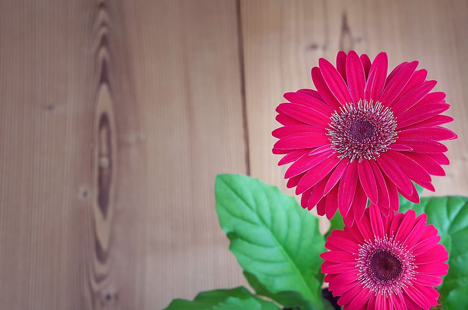 selective focus photography of pink petaled flower, gerbera HD wallpaper