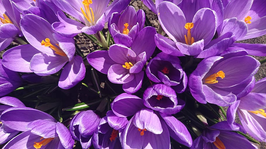 crocus, flower, spring, garden, violet, flowering plant, fragility HD wallpaper