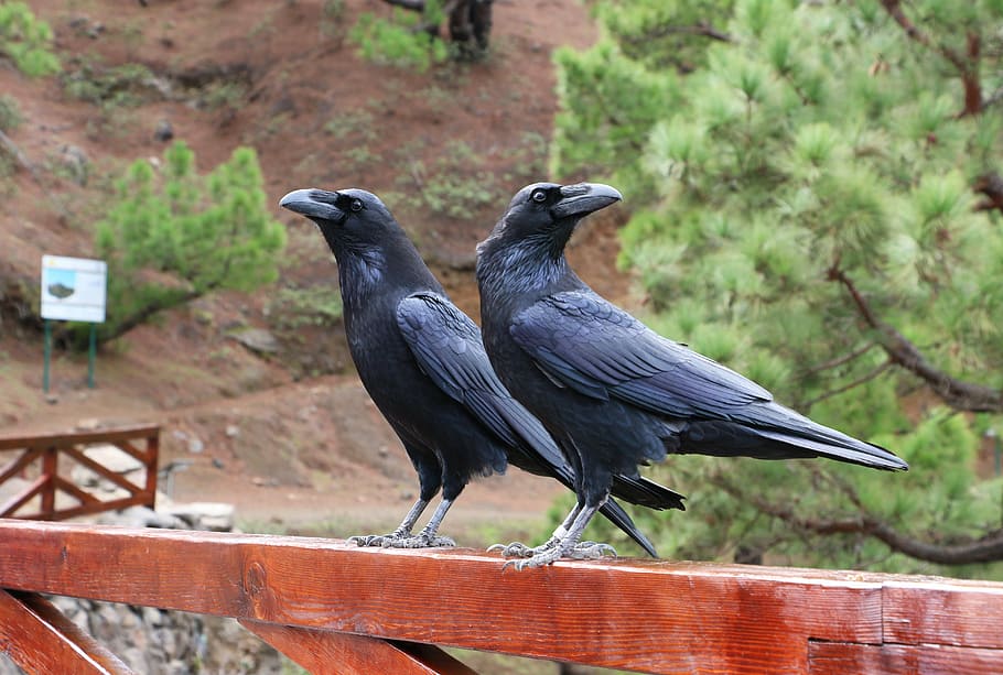 two black crows on brown wooden planks, raven, portugal, birds, HD wallpaper