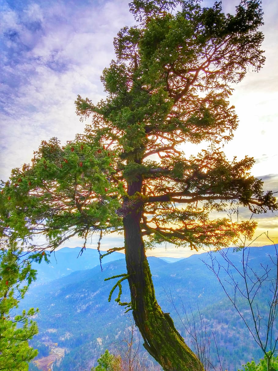 tree, sunlight, forest, natural, green, nature, plant, sky HD wallpaper