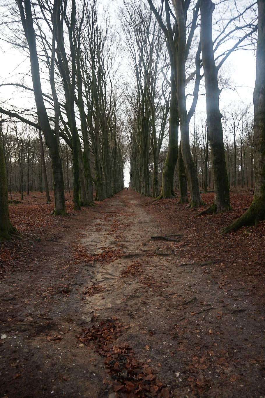 Path, Forest, Nature, Tree, trees, forest path, road, hiking HD wallpaper