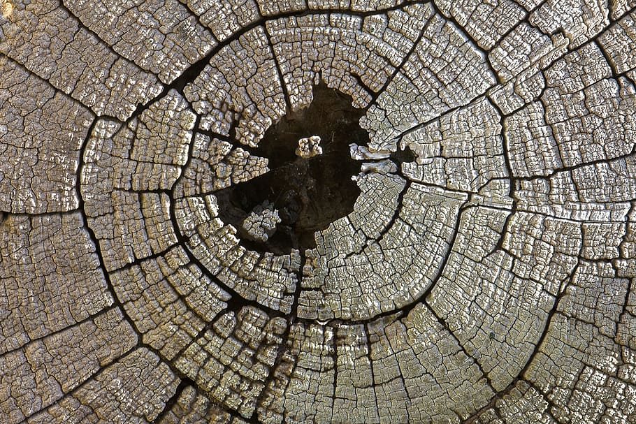 texture, log, wood, pattern, timber, nature, brown, cut, circle HD wallpaper