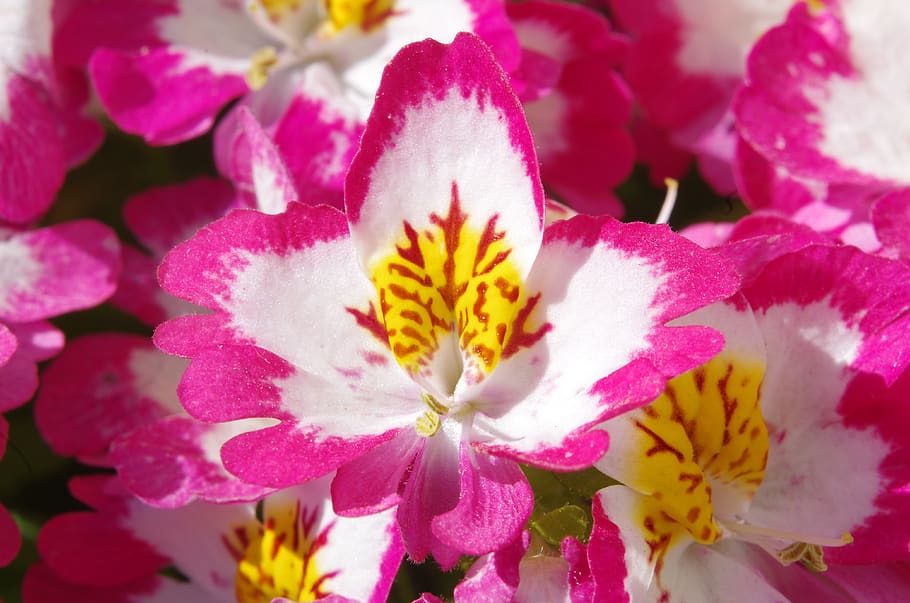 flower, orchid, flowering plant, freshness, petal, fragility HD wallpaper