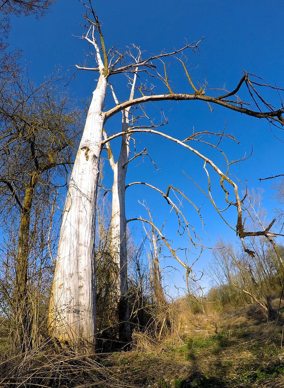 tree, old, nature, old tree, forest, wood, kahl, dead, log HD wallpaper