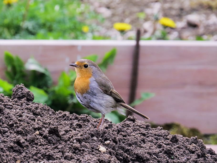Bird, Robin, Nest, Garden, Building, nest building, young birds HD wallpaper