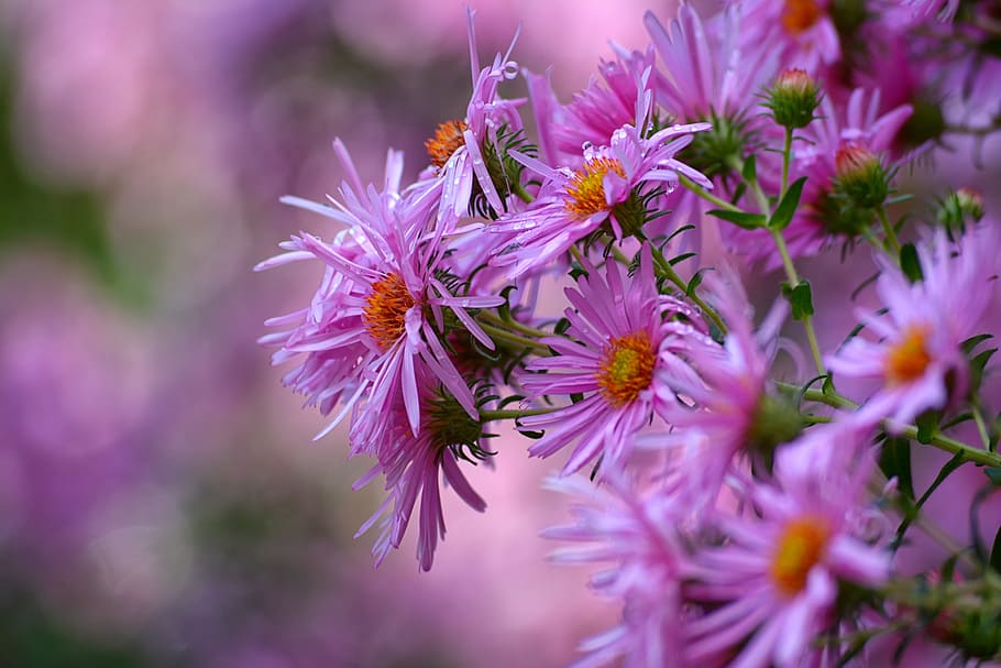 purple daisies, flower, nature, plant, garden, petal, color HD wallpaper