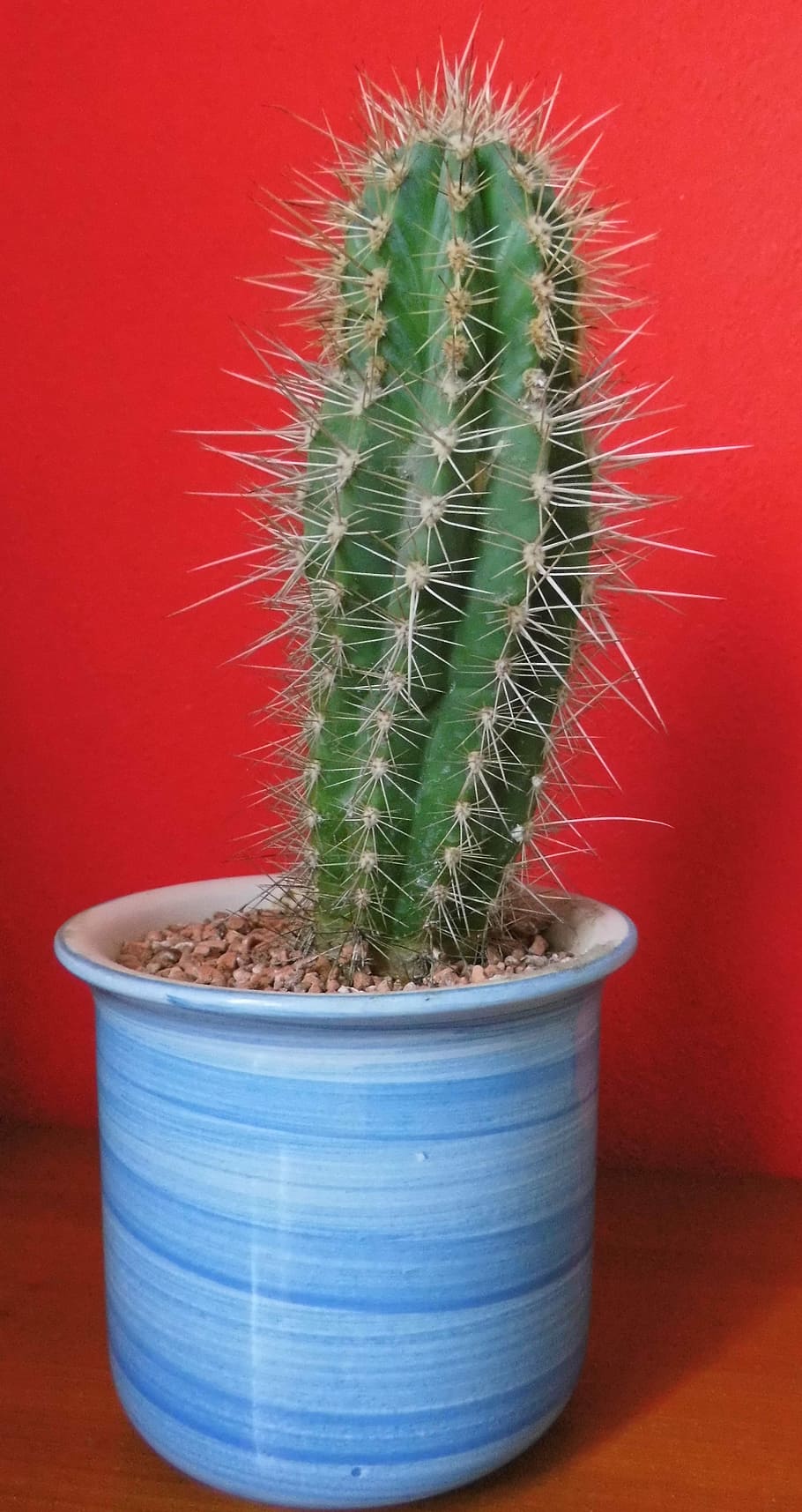 Cactus, Spur, Wall, Pot, Thorns, red, plant, prickly, green HD wallpaper