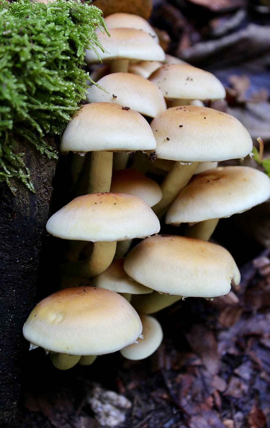 mushroom, autumn, forest, fungus, vegetable, food, toadstool HD wallpaper