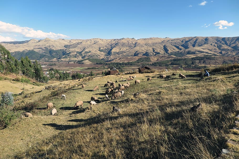 aerial photo of herb of goats, sacred valley, cusco, sheep HD wallpaper