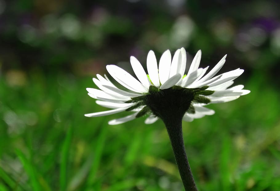 daisy, blossom, bloom, macro, spring, white, pointed flower HD wallpaper