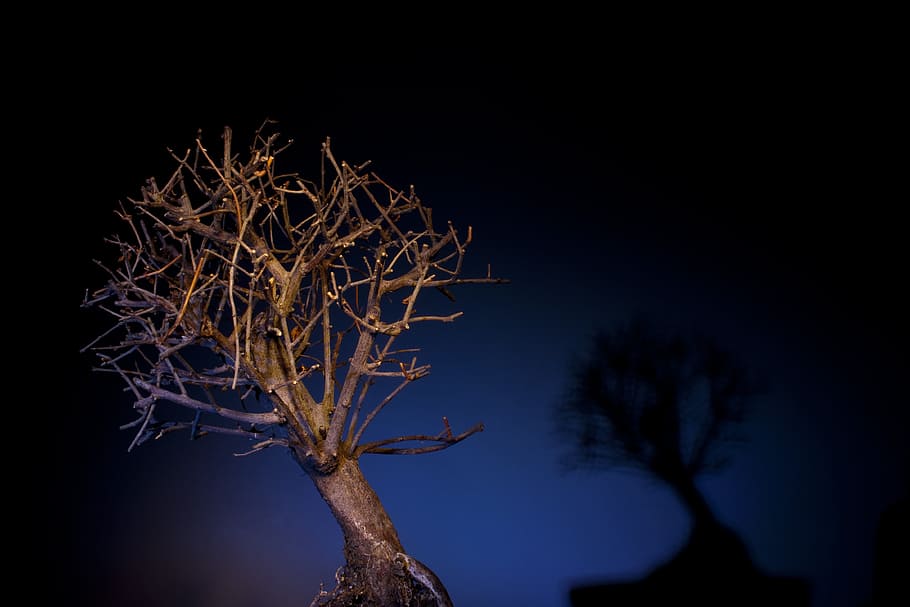 Light, Coloring, Tree, light coloring, bonzai, night, illuminated HD wallpaper