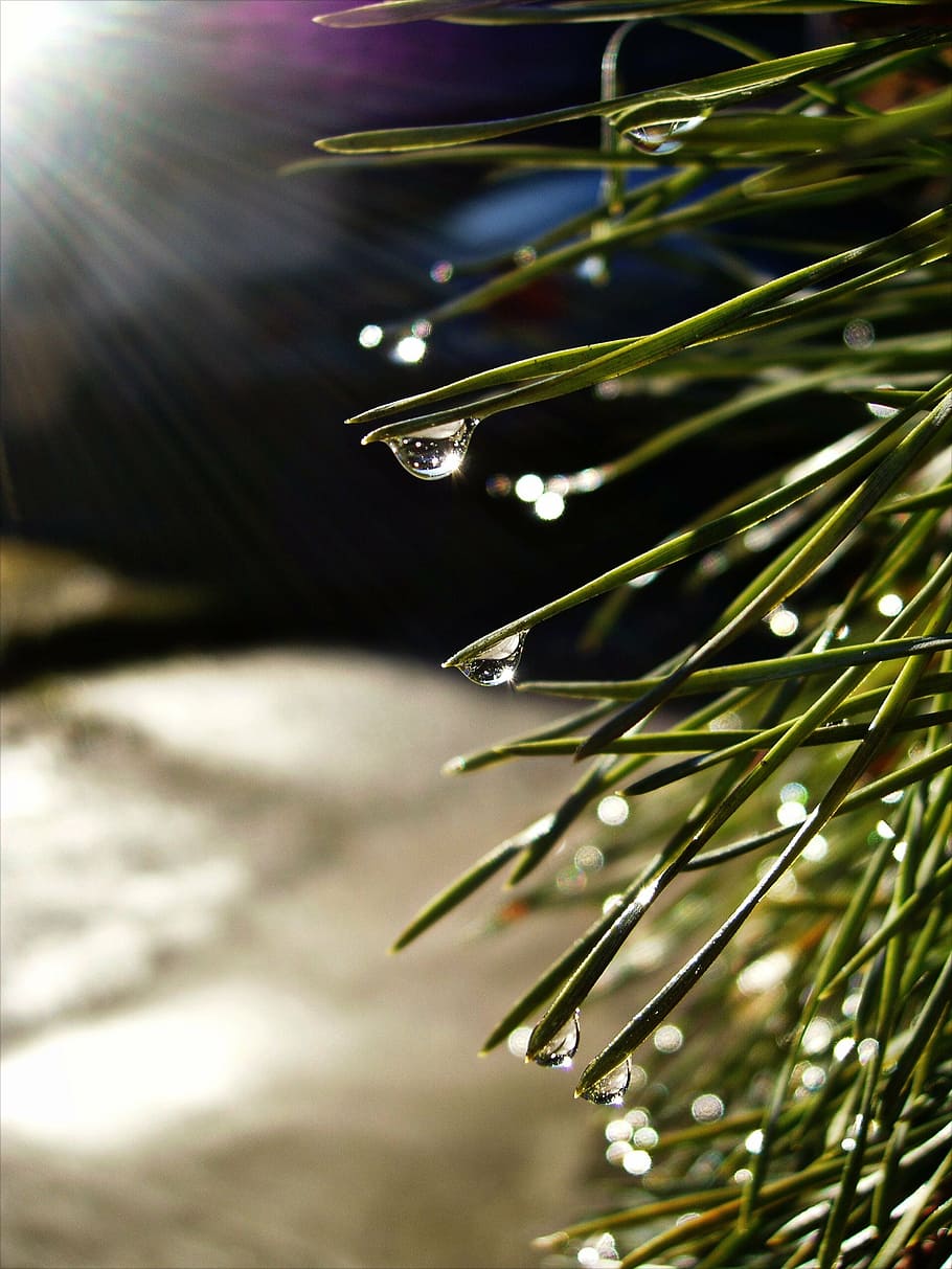dew, sun, drops, needles, dewdrop, water, pine, tree, raindrop HD wallpaper
