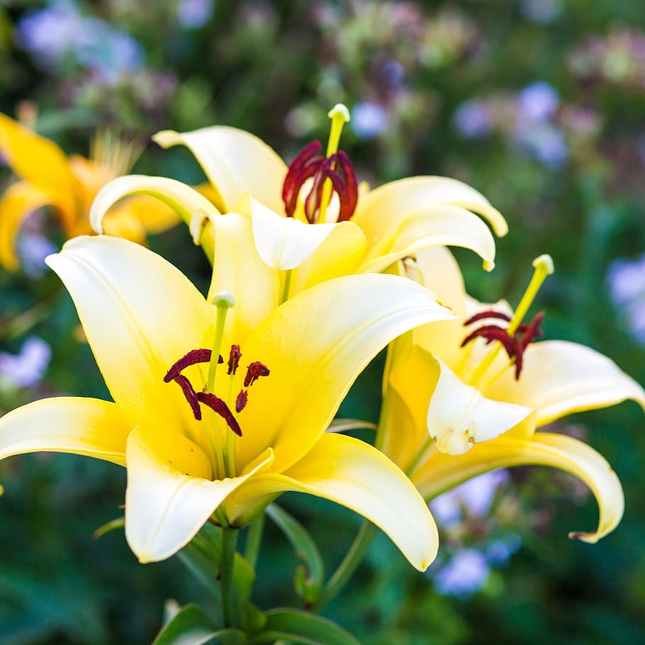 flowers, yellow, lily, flowering plant, fragility, vulnerability HD wallpaper