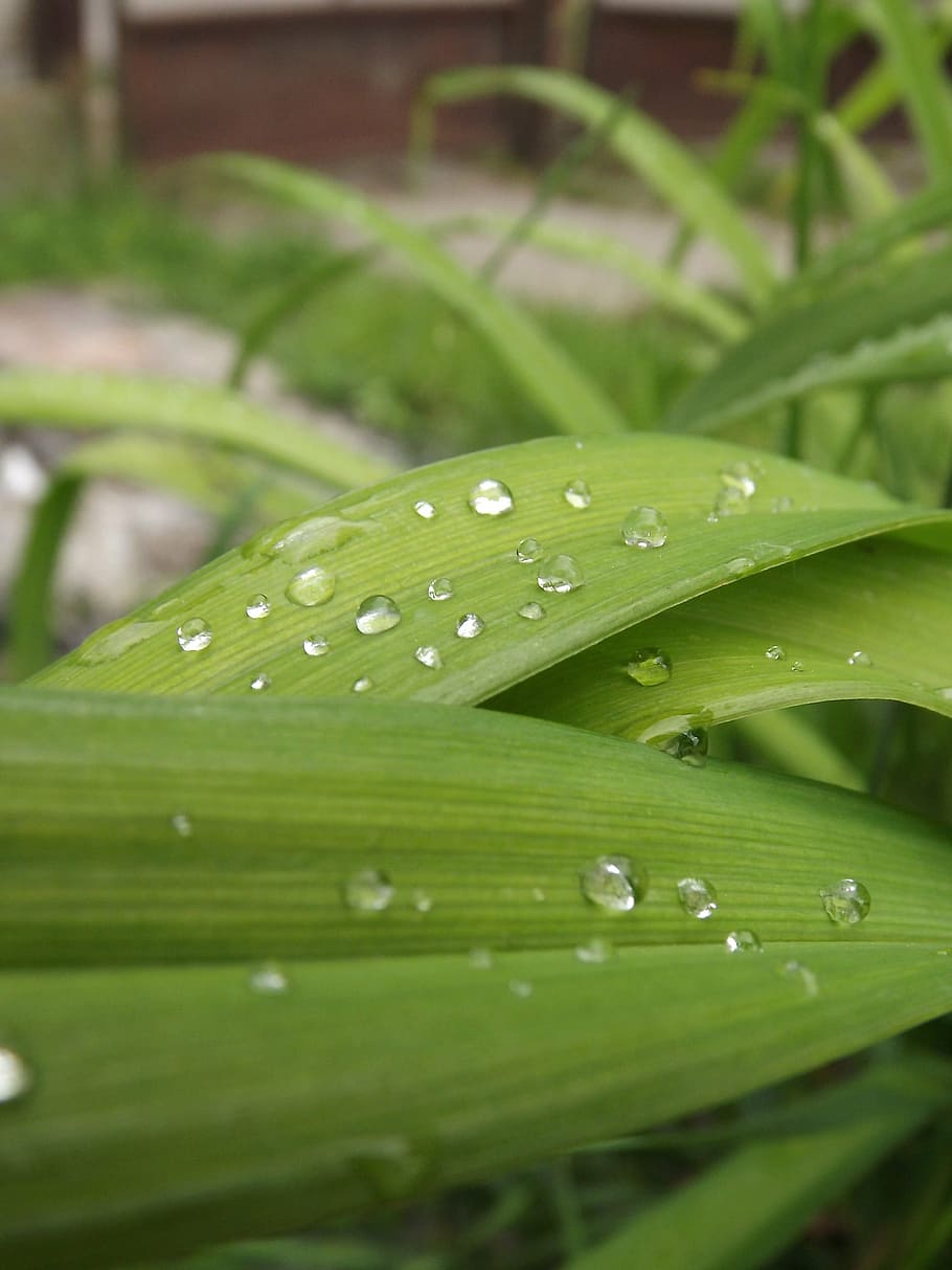 dew, flower, nature, drop, water, wet, green color, plant, plant part HD wallpaper