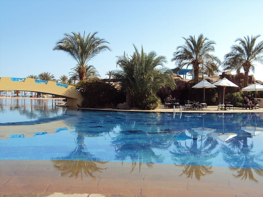 egypt, taba, desert, swimming pool, palm trees, holiday, water, HD wallpaper