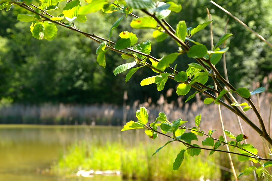 lake, tree, summer, landscape, nature, forest, park, water HD wallpaper
