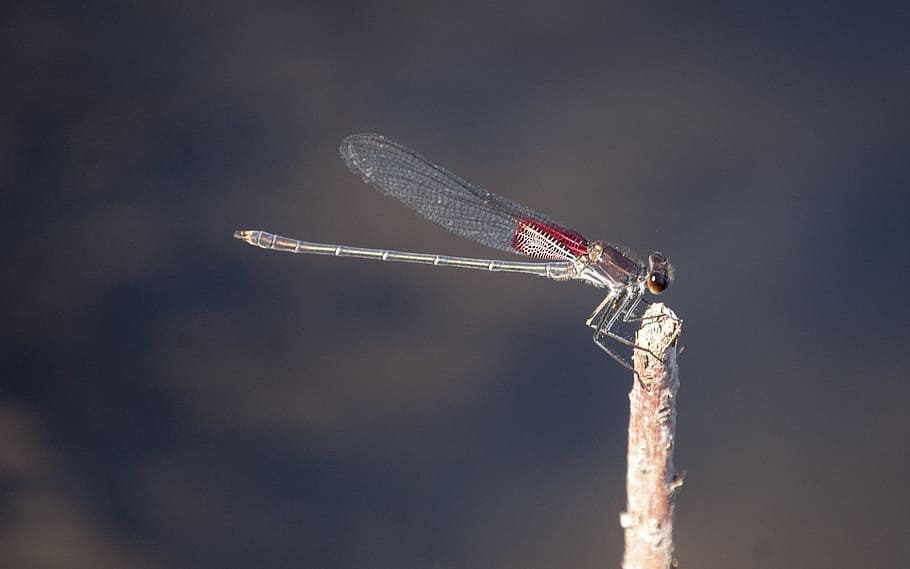 dragonfly, wing, red, nature, insect, summer, bug, natural HD wallpaper