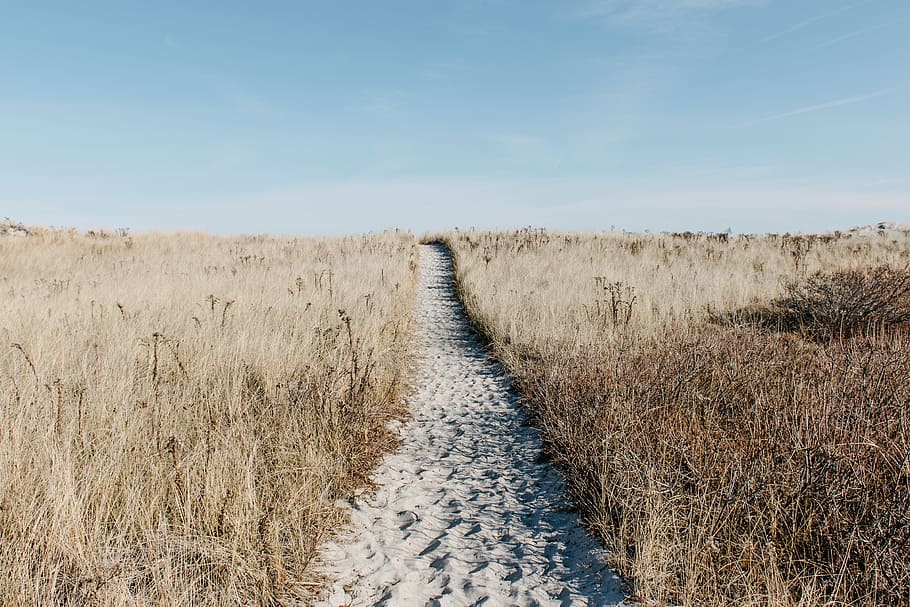 sand pathway surrounding grass, road surrounded by dried leaves HD wallpaper