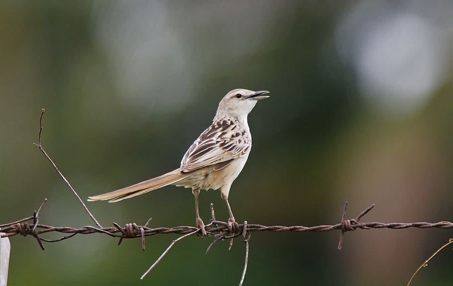 striated grass bird, nature, wildlife, animal, little, perched, HD wallpaper