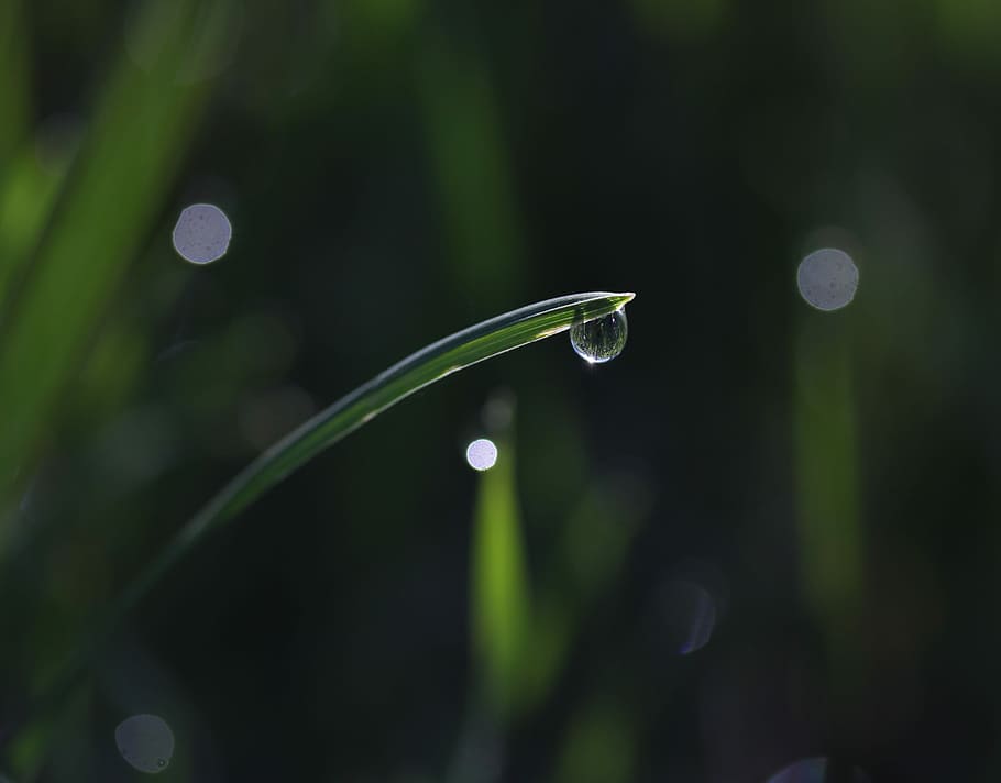 grass, dew, green, drops, bokeh, water, wet, supplies, nature HD wallpaper