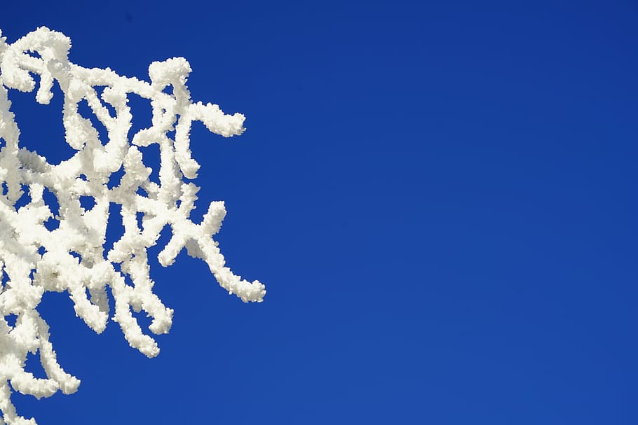 selective focus photography of white coral, branches, hoarfrost HD wallpaper