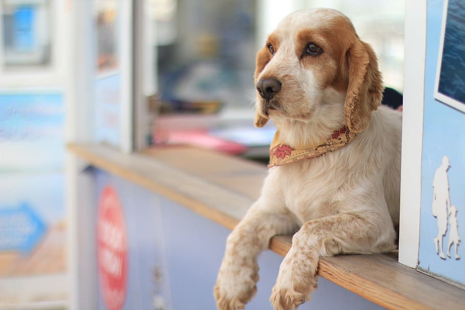 Ice Cream Dog, selective focus photography of adult white and brown American cocker spaniel lying on brown wood board panel