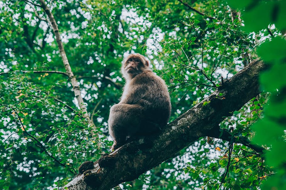 monkey on tree branch, ape sitting on tree branch, woodland, forest HD wallpaper