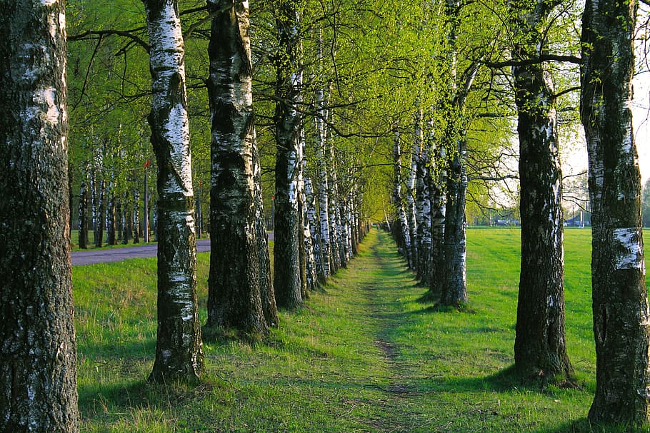 Birch, Path, Trees, Nature, living nature, tree trunks, landscape HD wallpaper