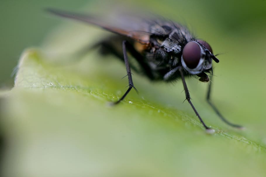 fly, garden, bug, nature, spring, leaves, sheet, plant, netherlands HD wallpaper
