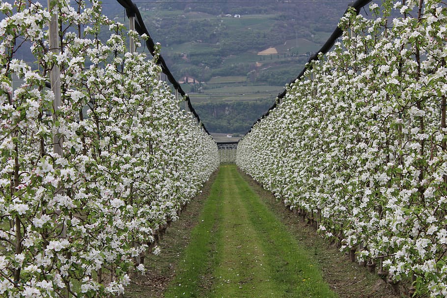 orchard, apples, garden, plant, growth, flower, beauty in nature HD wallpaper