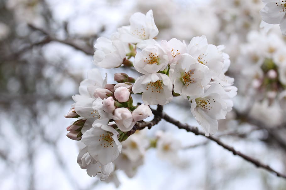 cherry blossom, close-up, spring, plant, flower, flowering plant HD wallpaper