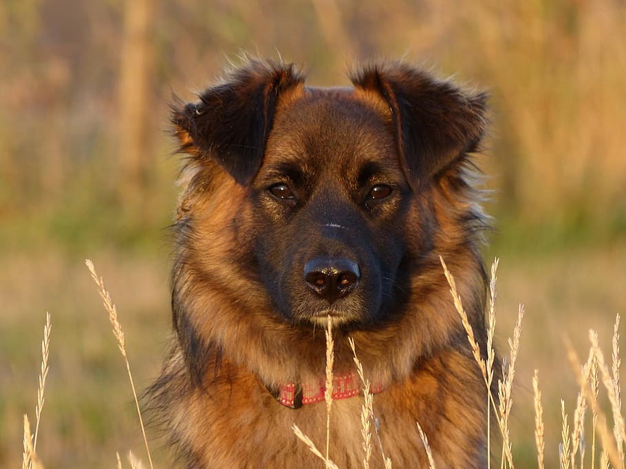 adult black and tan German shepherd sits on grass field during daytime HD wallpaper