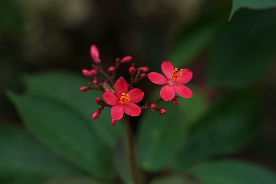 flower, leaf, macro, hong kong, flowering plant, freshness HD wallpaper
