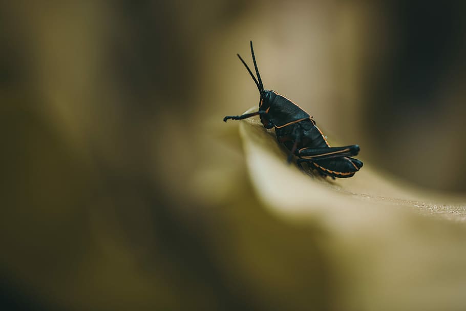 shallow focus photography of black cricket, selective focus photography of black cricket perched on brown leaf HD wallpaper